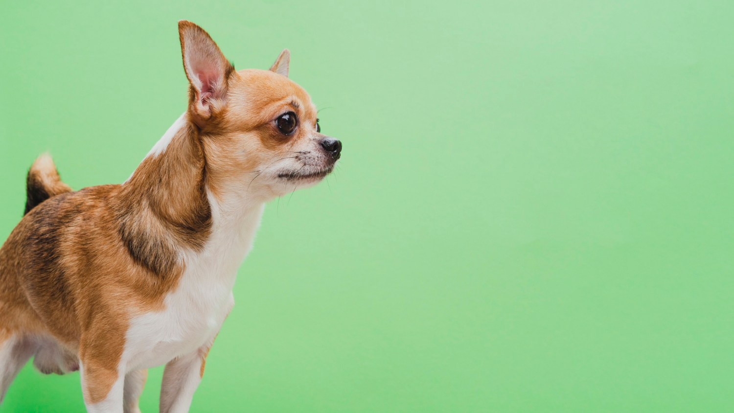 Chihuahua miniaturka krótkowłosa – pielęgnacja